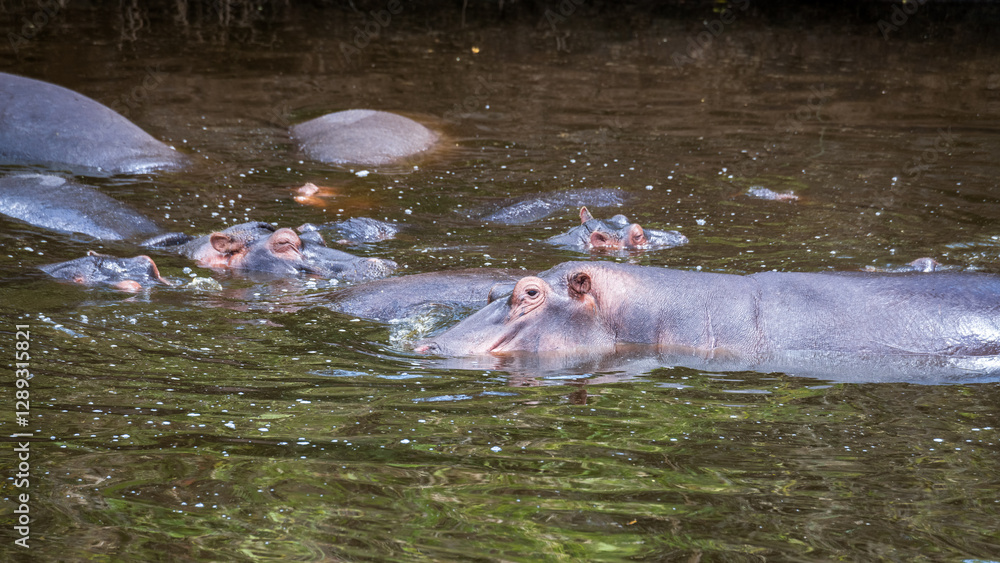 Obraz premium kommen Flusspferde