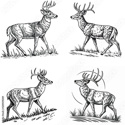Vector bold sketch of whitetail deer