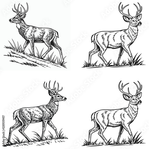 Vector bold sketch of whitetail deer