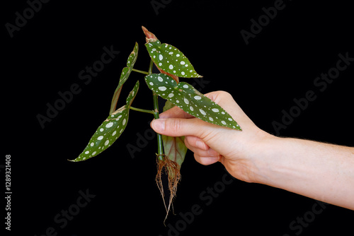 Begonia Maculata showing roots and leaves held in hand against black background.