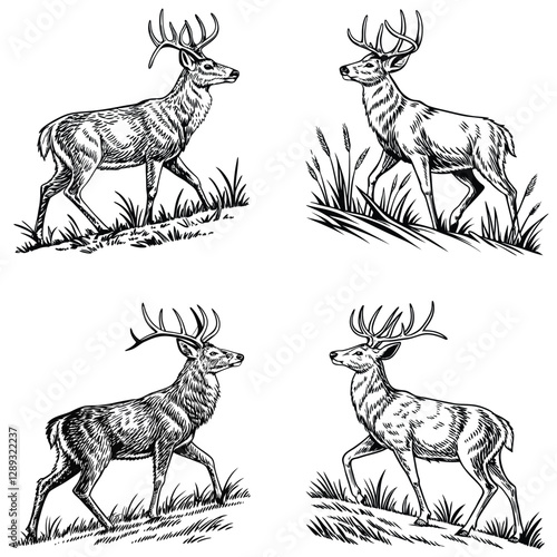 Vector bold sketch of whitetail deer