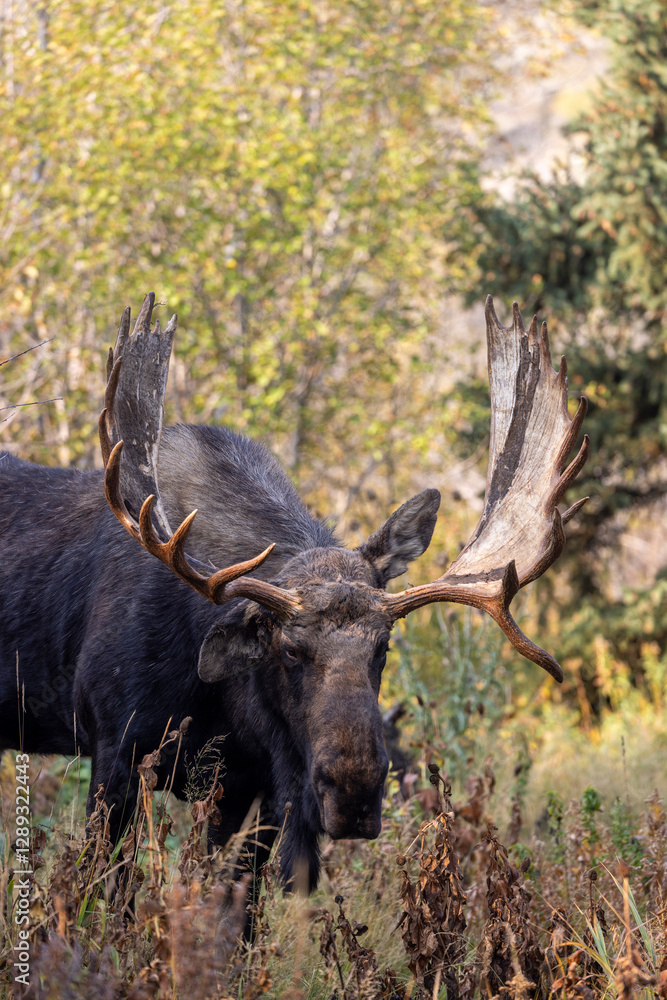 Bull Moose During the Rut in Grand Teton National Park Wyoming in Autumn Bull Moose During the Rut in Grand Teton National Park Wyoming in Autumn