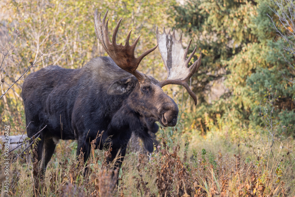 Bull Moose During the Rut in Grand Teton National Park Wyoming in Autumn Bull Moose During the Rut in Grand Teton National Park Wyoming in Autumn