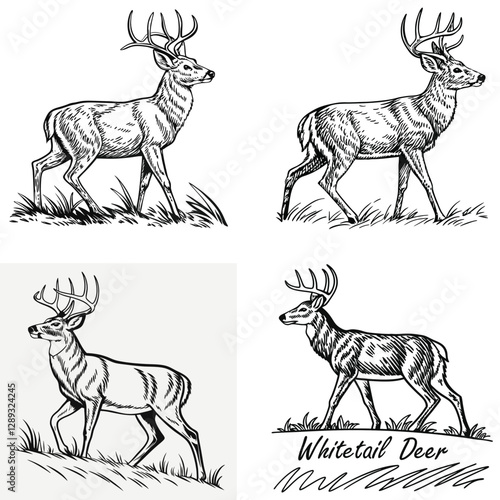 Vector bold sketch of whitetail deer