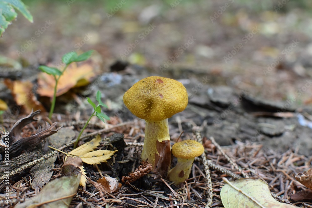 Pilz Hallimasch 01 Pilz Hallimasch 01