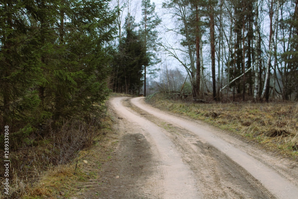 A winding dirt road meanders through a quiet forest, surrounded by evergreen and deciduous trees. A peaceful rural landscape perfect for nature walks A winding dirt road meanders through a quiet forest, surrounded by evergreen and deciduous trees. A peaceful rural landscape perfect for nature walks