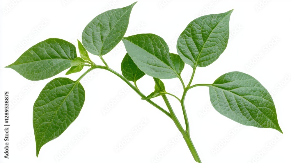 Fresh green bean isolated on transparent or white background. Fresh green bean isolated on transparent or white background.