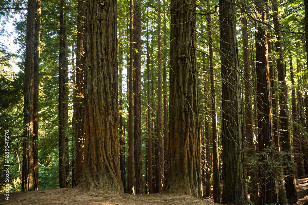 Redwood forests, some with trunks damaged by people's hugs. It is a very long-lived evergreen tree and the tallest conifer in existence. Scientific name: Sequoia sempervirens. Redwood forests, some with trunks damaged by people's hugs. It is a very long-lived evergreen tree and the tallest conifer in existence. Scientific name: Sequoia sempervirens.