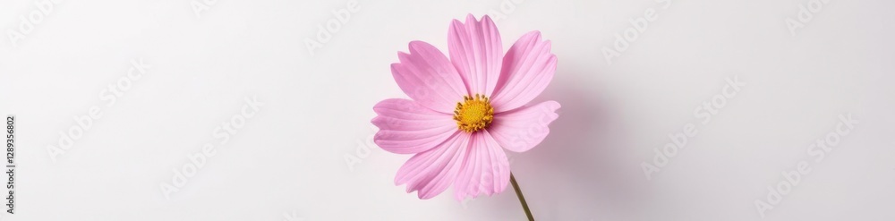 Pink cosmos bipinnatus flower on white surface, simple, clean, stem Pink cosmos bipinnatus flower on white surface, simple, clean, stem
