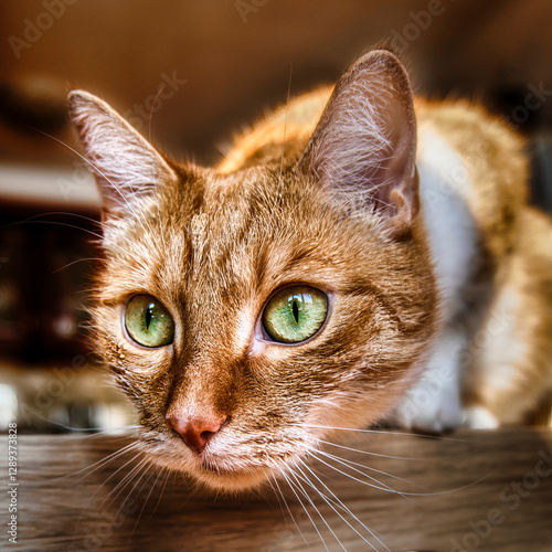 Portrait of cats in their home environment