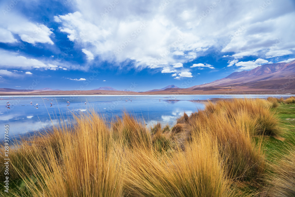 The colorful Canapa lagoon in the Andes mountain range of Bolivia with Andes grass, James and Andean flamingos as well as a white borax island near the Uyuni salt flat, South America. The colorful Canapa lagoon in the Andes mountain range of Bolivia with Andes grass, James and Andean flamingos as well as a white borax island near the Uyuni salt flat, South America.