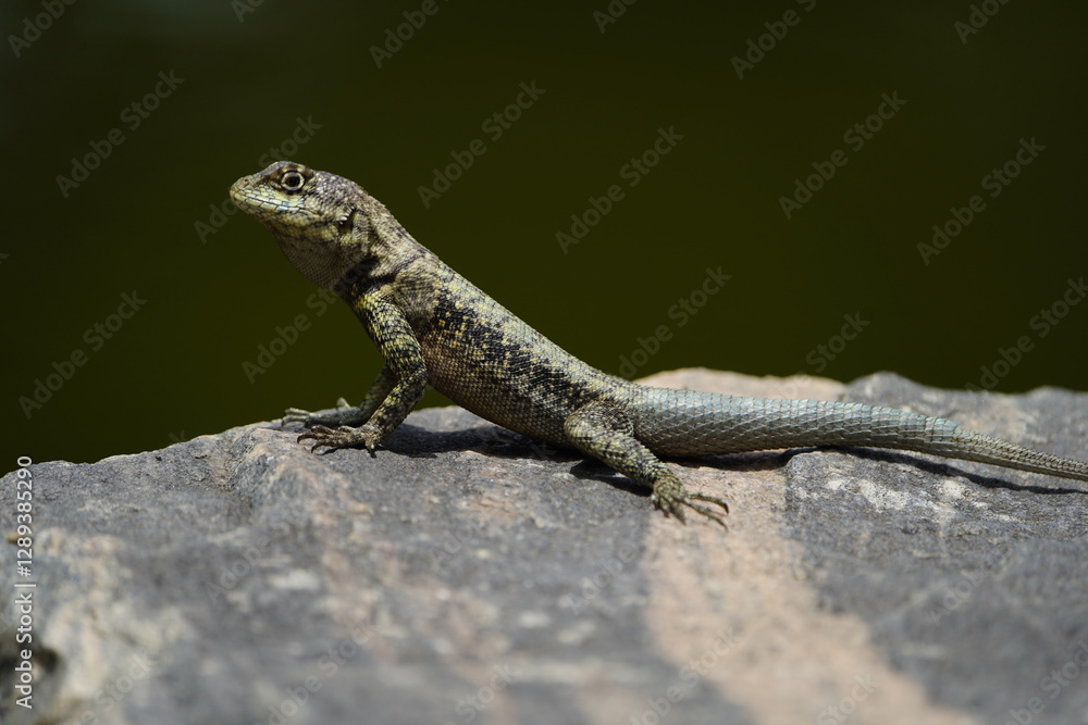 The Tropidurus hispidus is a close relative of the iguanas and is found throughout Central and South America, preferring sandy or rocky areas. Fortaleza Ceará, Brazil. The Tropidurus hispidus is a close relative of the iguanas and is found throughout Central and South America, preferring sandy or rocky areas. Fortaleza Ceará, Brazil.