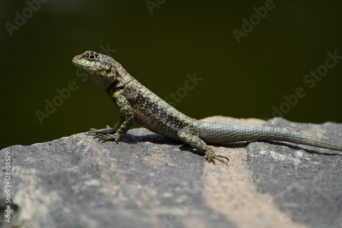 The Tropidurus hispidus is a close relative of the iguanas and is found throughout Central and South America, preferring sandy or rocky areas. Fortaleza Ceará, Brazil. photo