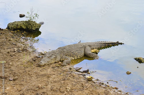 A large crocodile lies on the shore of the lake