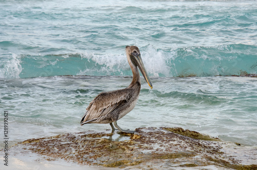 Pelican by the ocean shore