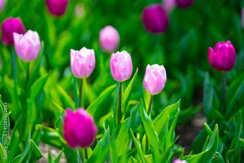 Pink spring flowers tulips. Spring background for Easter or Valentines Day. Beautiful bouquet of tulips in spring with blurred background. Bright purple color of blossom tulips. Violet Spring flower. Pink spring flowers tulips. Spring background for Easter or Valentines Day. Beautiful bouquet of tulips in spring with blurred background. Bright purple color of blossom tulips. Violet Spring flower.