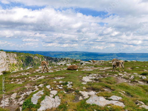 animaux dans la nature