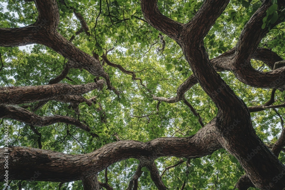 A canopy of intertwining tree branches and lush green leaves creates a captivating natural ceiling, full of texture and patterns. A canopy of intertwining tree branches and lush green leaves creates a captivating natural ceiling, full of texture and patterns.