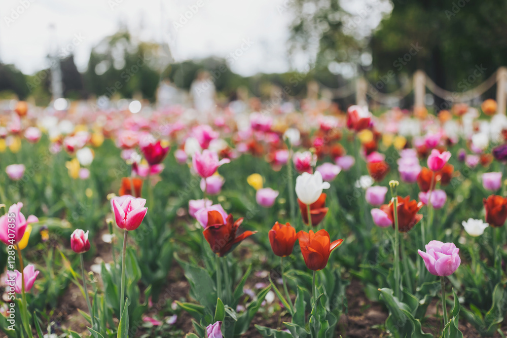 A breathtaking display of colorful tulips fills the garden as visitors stroll between rows, enjoying the warm embrace of spring on an enchanting day filled with beauty A breathtaking display of colorful tulips fills the garden as visitors stroll between rows, enjoying the warm embrace of spring on an enchanting day filled with beauty