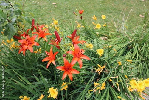 red and yellow flowers