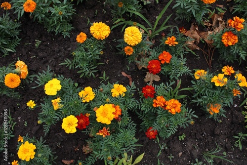 yellow and red flowers in the garden