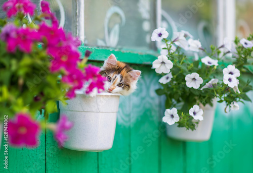 little cute curious kitten sits in a flowerpot among bright petunias on a eav...