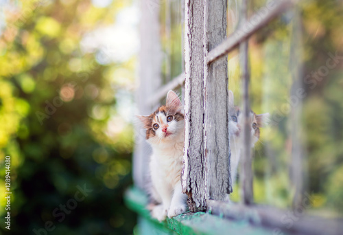little cute curious kitten walking on window ledge of country house in summer...