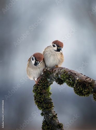 two birds sparrows sitting on a branch covered with green moss in a winter ga...