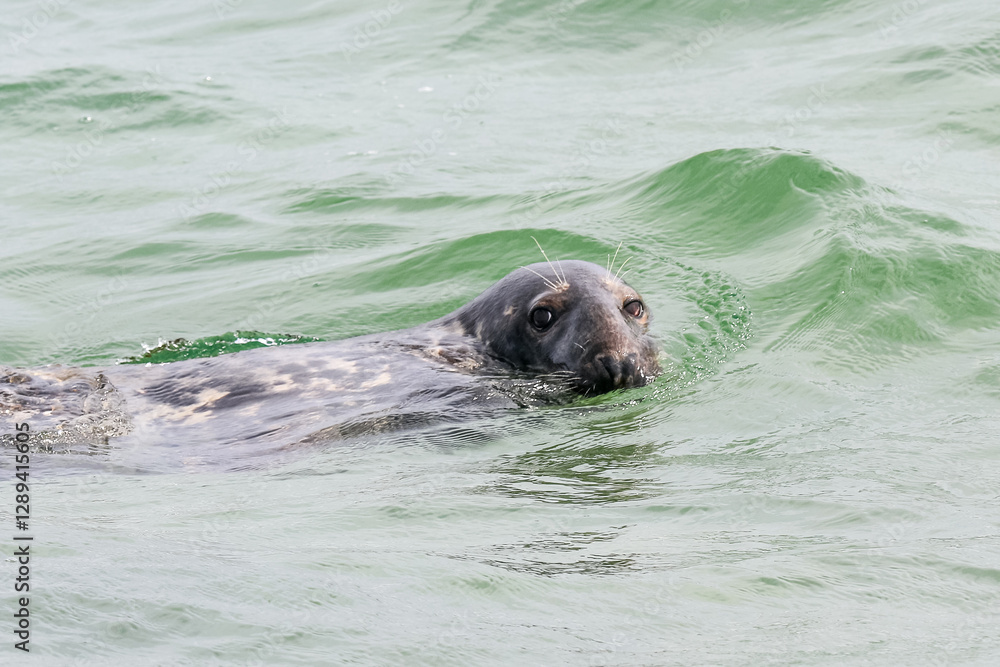 Fototapeta premium A solitary Cape Cod seal glides through the ocean waters near a sandy shoreline on a fall day. 