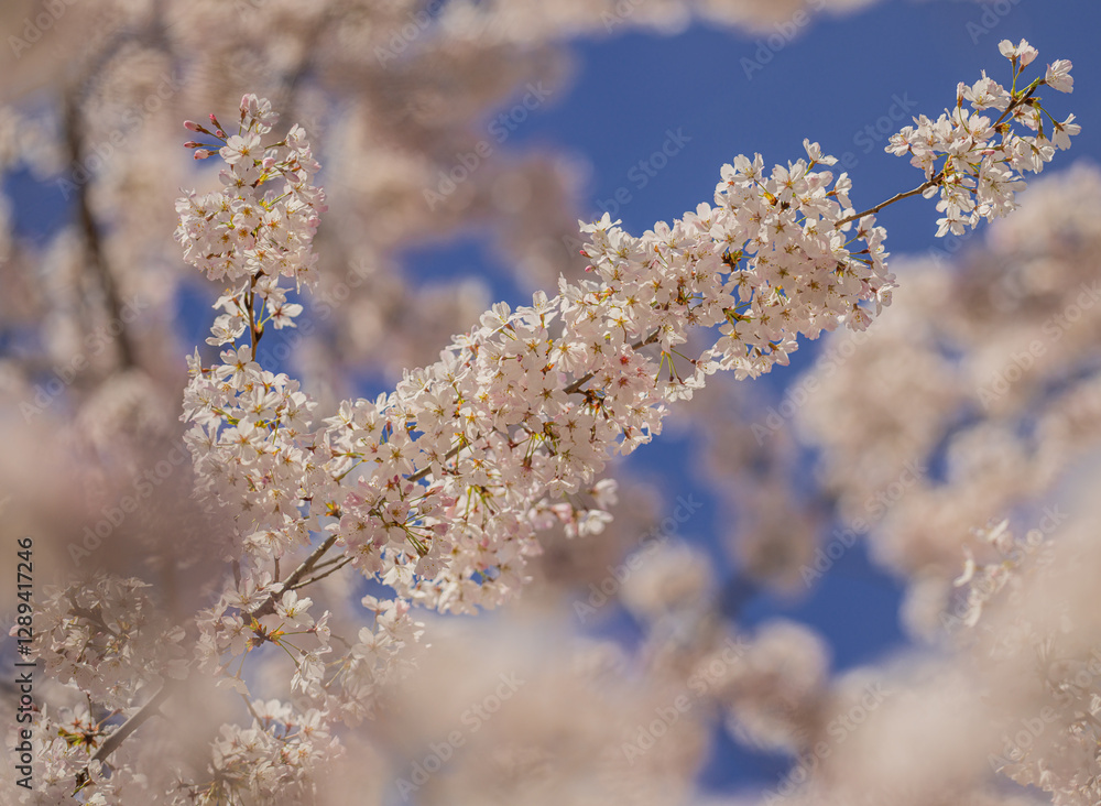 Close-up of white blossom tree flowers from a pear tree in spring. White blossom trees, nature springtime. Abstract spring seasonal background with white flowers. Easter background with copy space. Close-up of white blossom tree flowers from a pear tree in spring. White blossom trees, nature springtime. Abstract spring seasonal background with white flowers. Easter background with copy space.