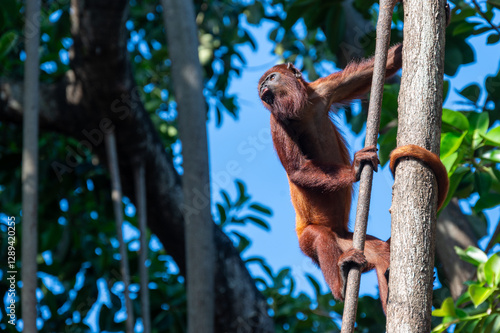 Photography Howler monkey in tree in Costa Rica.
