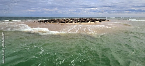 Wide Angle View of a Sandbar Off the Coast of Cape Cod Where a Large Amount of Cape Cod Seals Are Resting with Seagulls