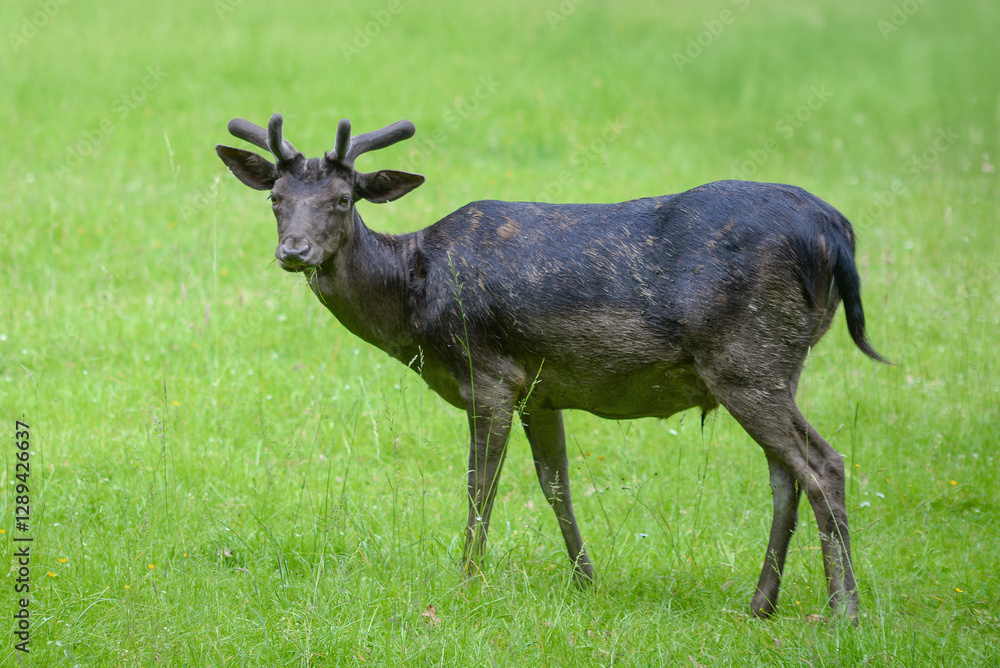 Deer walking on lawn and eating green grass in nature reserve