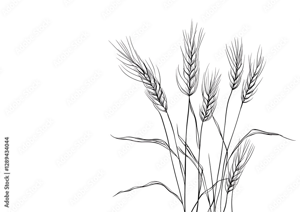 Fototapeta premium A minimalistic single-line drawing wheat ears, isolated on a white background