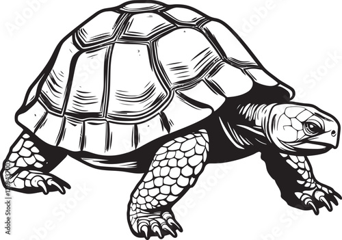 Tortoises and Their Contributions to Traditional Medicine A Historical Perspective