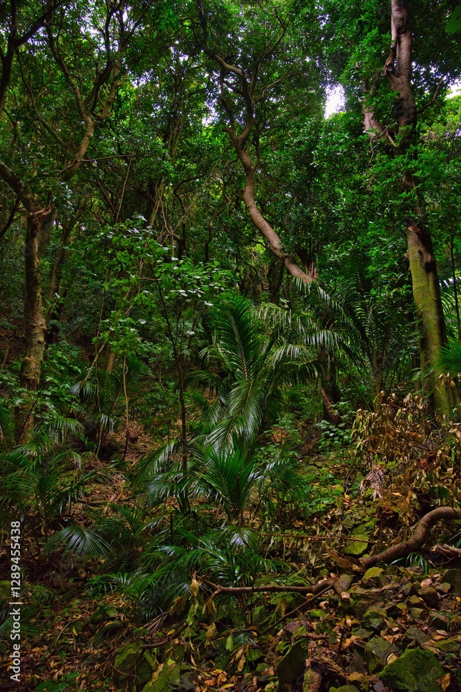 Fototapeta premium Kapiti Island bush