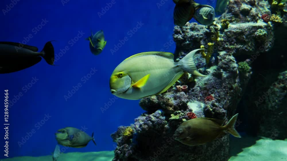 Naso Tang fish swimming near coral reef in blue water aquarium Naso Tang fish swimming near coral reef in blue water aquarium