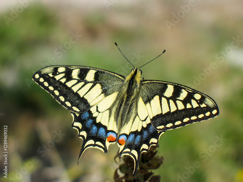 A swallowtail butterfly (Papilio machaon) photographed in Tremosine. photo