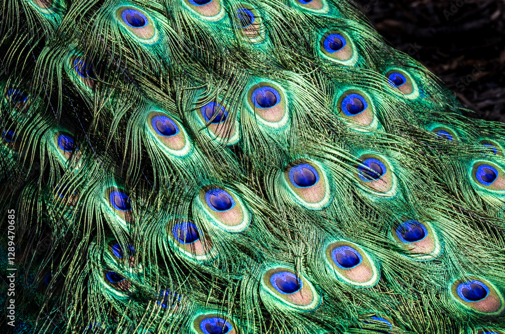 Obraz premium peacock feathers close up