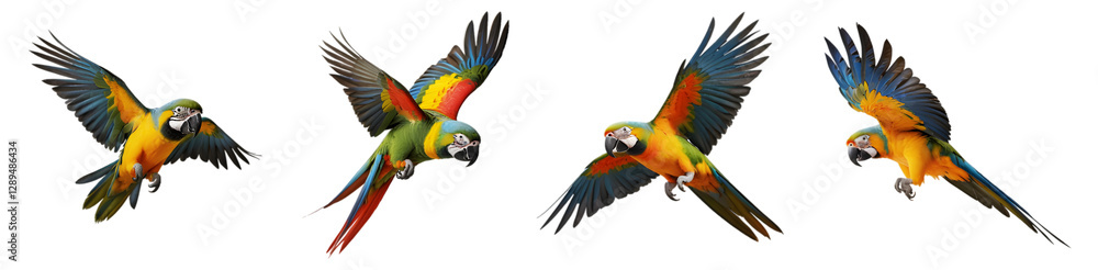 Fototapeta premium Set of bird parrot macaw png