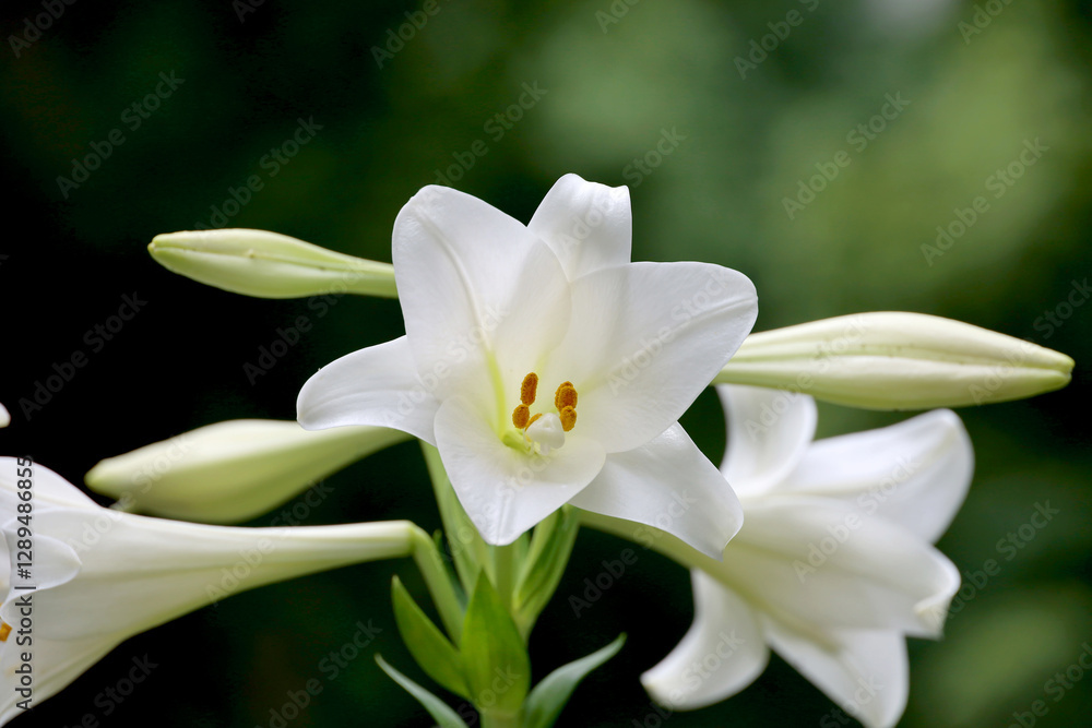 Fototapeta premium White Easter lily blooming in the field