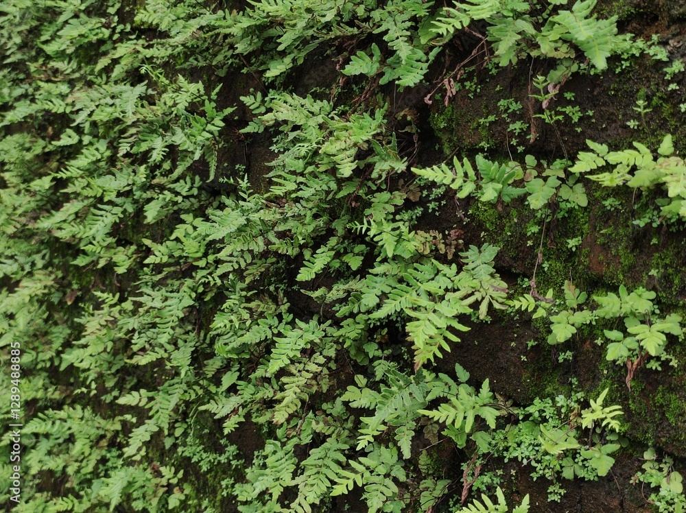 Fototapeta premium ivy on the wall