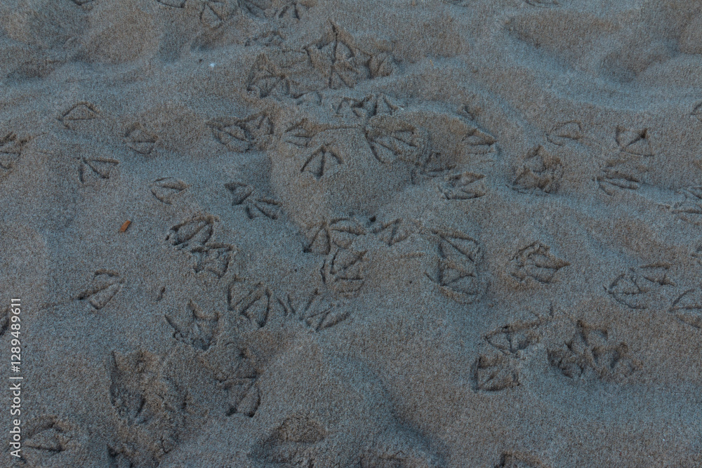 Bird Footprints in the Sand Bird Footprints in the Sand