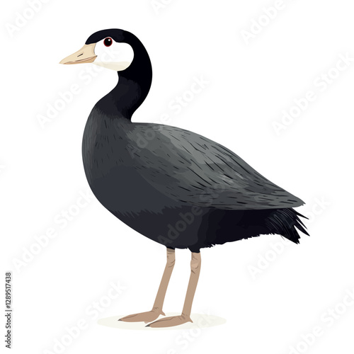 Minimalist flat illustration of Coot, featuring a clean design isolated on a white background.

