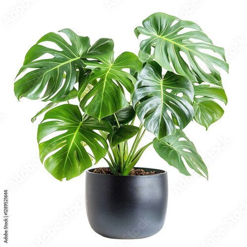 A Lush Potted Monstera Plant with Large Split Leaves Isolated on Transparent Background