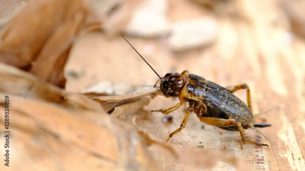 close up of cricket on brown wood and dry leaf