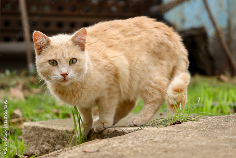 Obraz premium cat on the grass