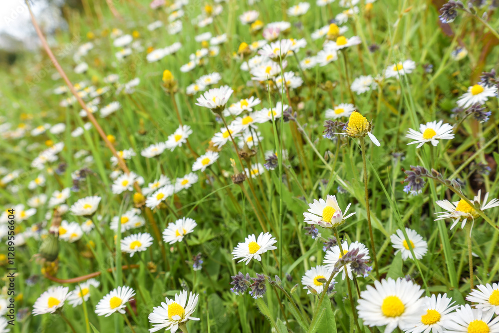 Fototapeta premium daisies in a field