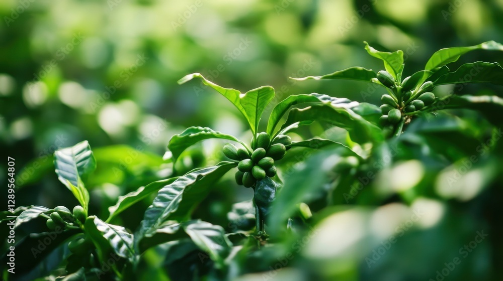 Growth Trees concept Coffee bean seedlings nature background Beautiful green Growth Trees concept Coffee bean seedlings nature background Beautiful green