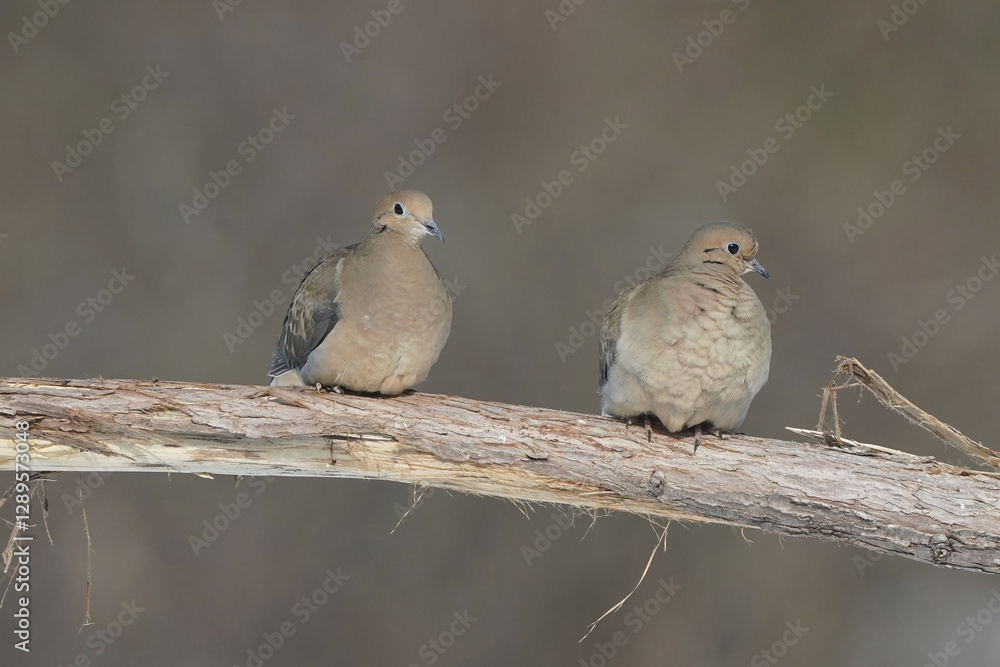 Mourning Doves and Cardinals in winter Mourning Doves and Cardinals in winter